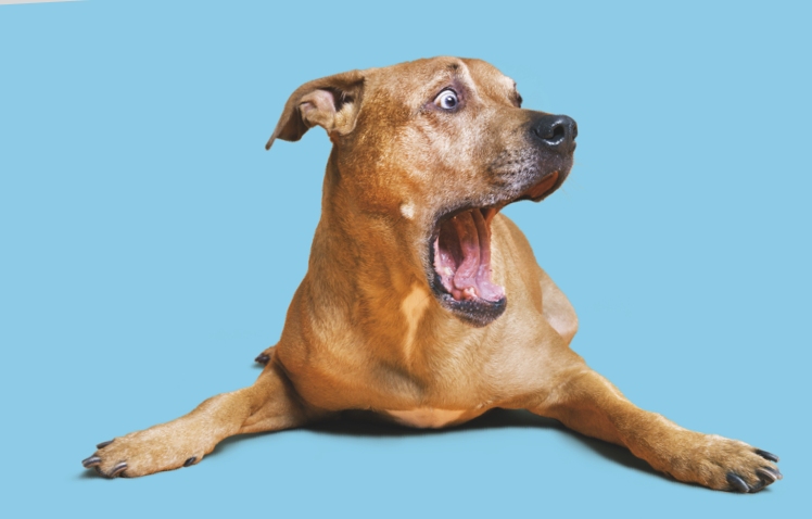 a dog meant to look like he is astonished